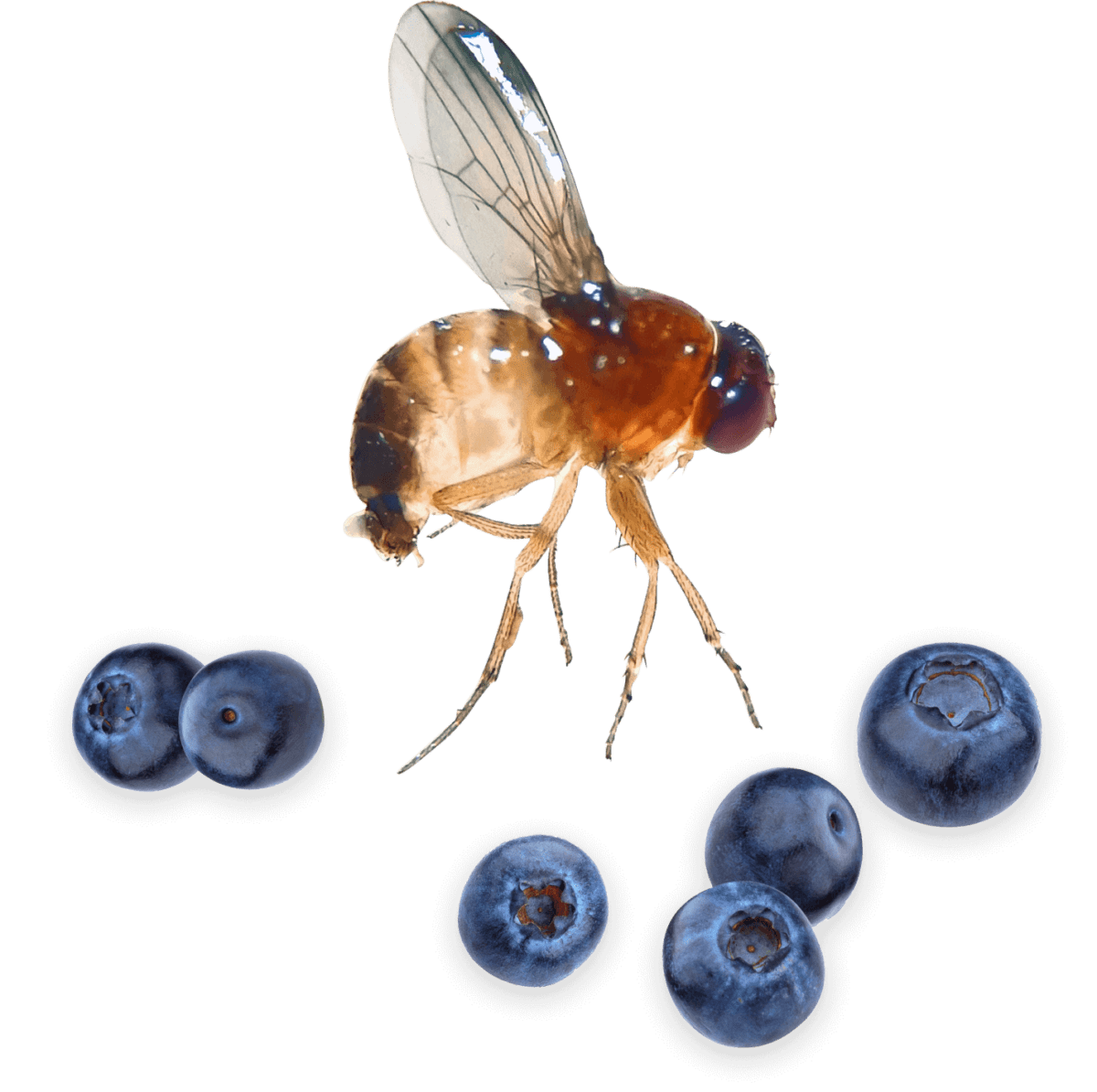 drosophila suzukii